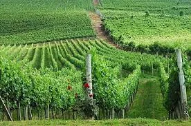 Audiência pública irá discutir o que será do futuro do Vale dos Vinhedos