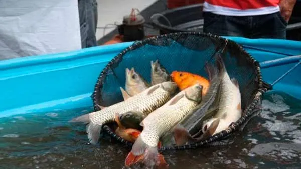 Feira do Peixe Vivo começa nesta quarta-feira na Praça Centenário, em Bento