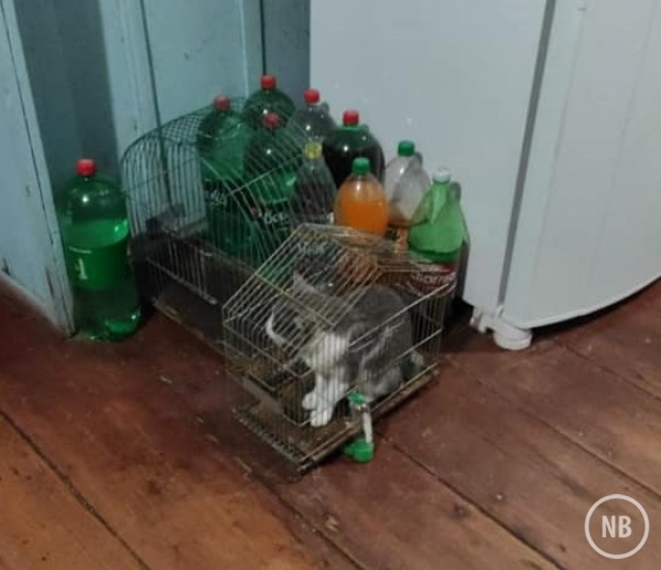 Arlene Lazzari/Reprodução Facebook