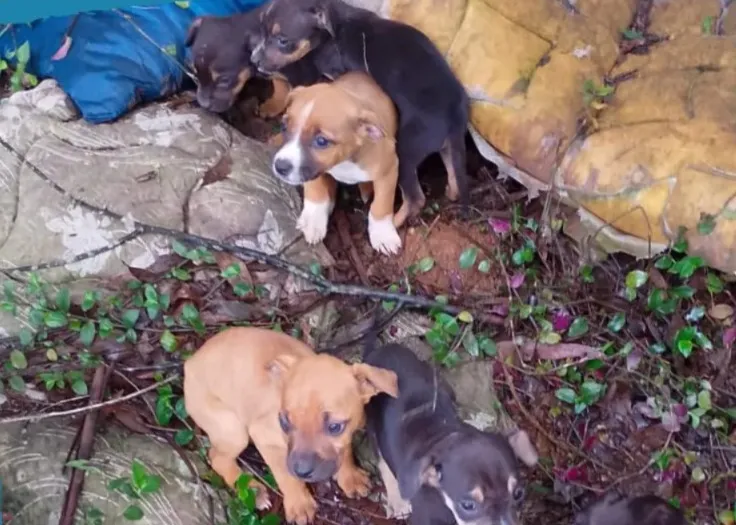 Dos 11 cãezinhos abandonados, 5 já foram adotados - Foto: Reprodução/Especial