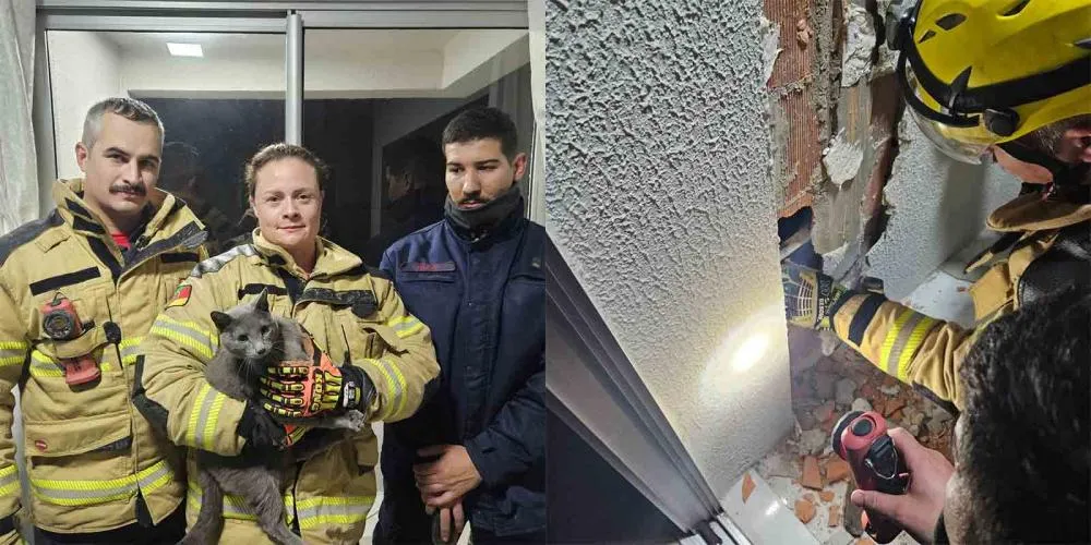 Trabalho técnico dos bombeiros garantiu o salvamento do animal - Fotos: Corpo de Bombeiros de Bento Gonçalves/Especial