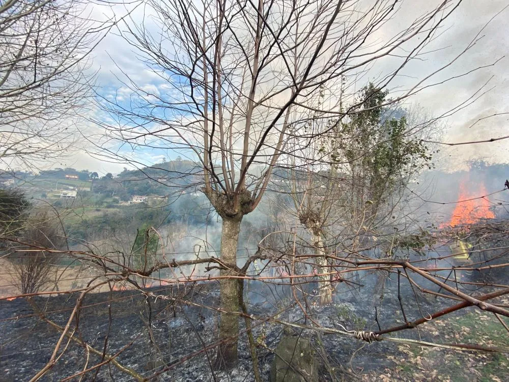 Trabalho realizado pelos bombeiros evitou que os parreirais fossem atingidos