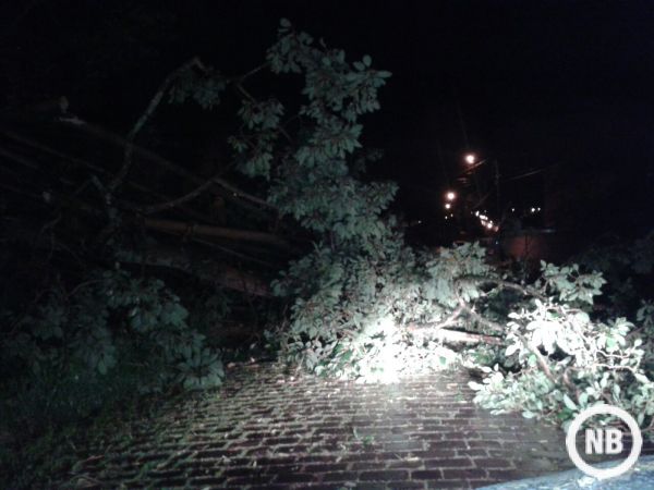 Temporal provoca queda de árvores e destelhamentos