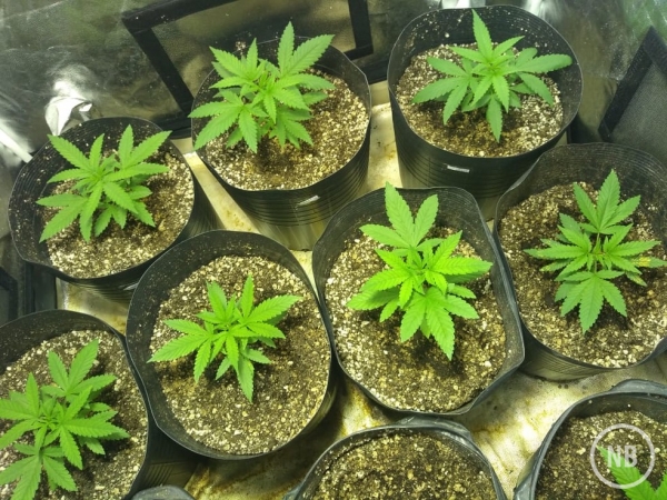POLÊMICA: Deputados querem liberar cultivo da maconha para usos medicinais