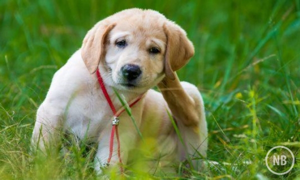 CÃES: Conheça os melhores remédios naturais para carrapatos