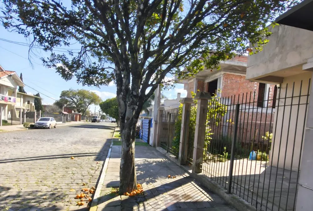 Árvore fica em via pública, mas casal entendeu que mulheres estavam furtando as frutas deles - Foto: Reprodução/Especial