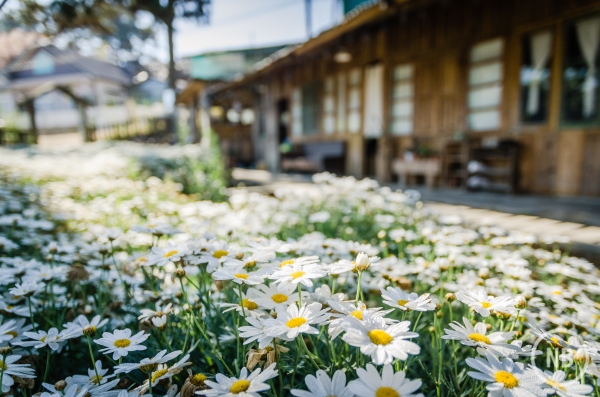 Estação das flores: 3 passos para cuidar do seu jardim de primavera