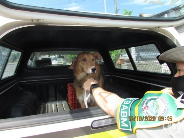 VIOLÊNCIA: Cachorra é resgatada após sofrer abusos e maus tratos
