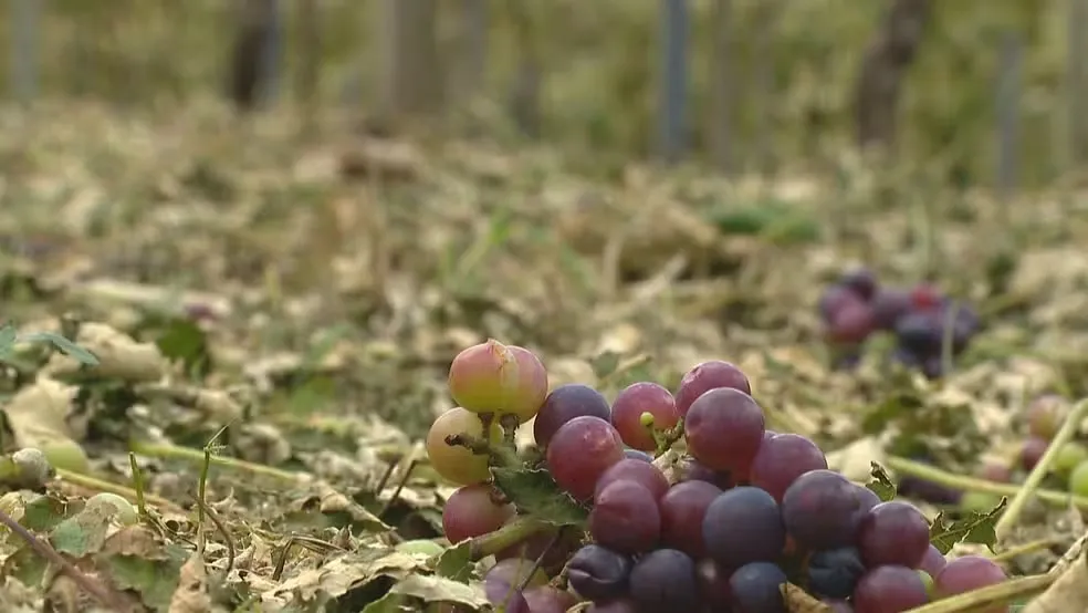 Reprodução/Especial