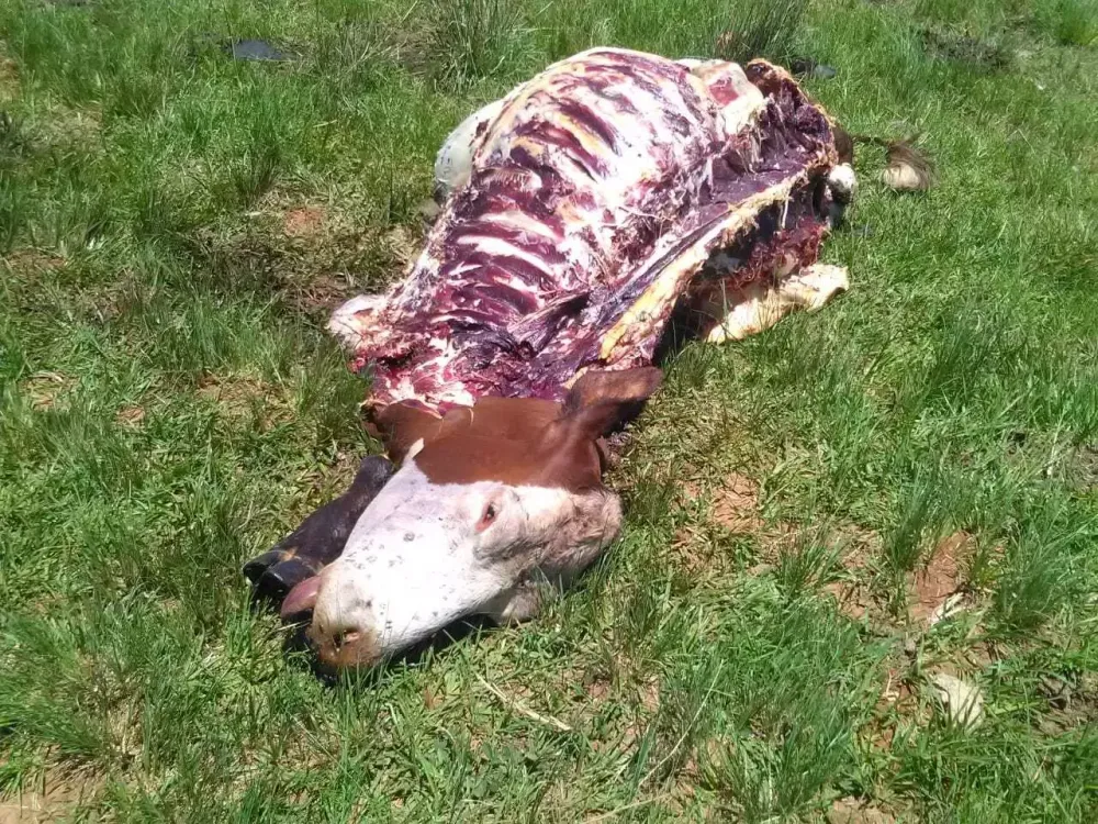 Reprodução/Especial