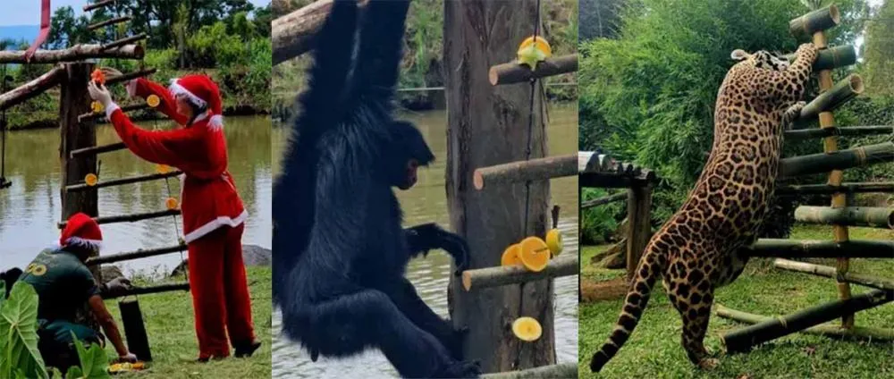 Além da alimentação, presentes ajudam animais a trabalhar os diferentes sentidos - Fotos: Halder Ramos/Especial