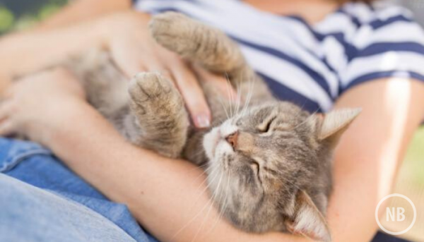 Dicas para deixar o seu gato mais confortável nos meses mais quentes do ano