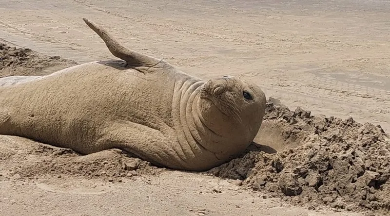 Elefante-marinho é flagrado relaxando na beira da praia