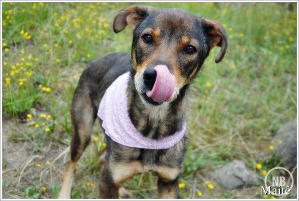 Adotar um animal pode ajudar no combate a depressão, um grande ato de amor