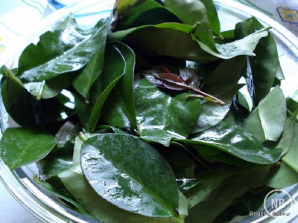 Ora-pro-nóbis: conheça a planta pouco consumida que vale por um bife