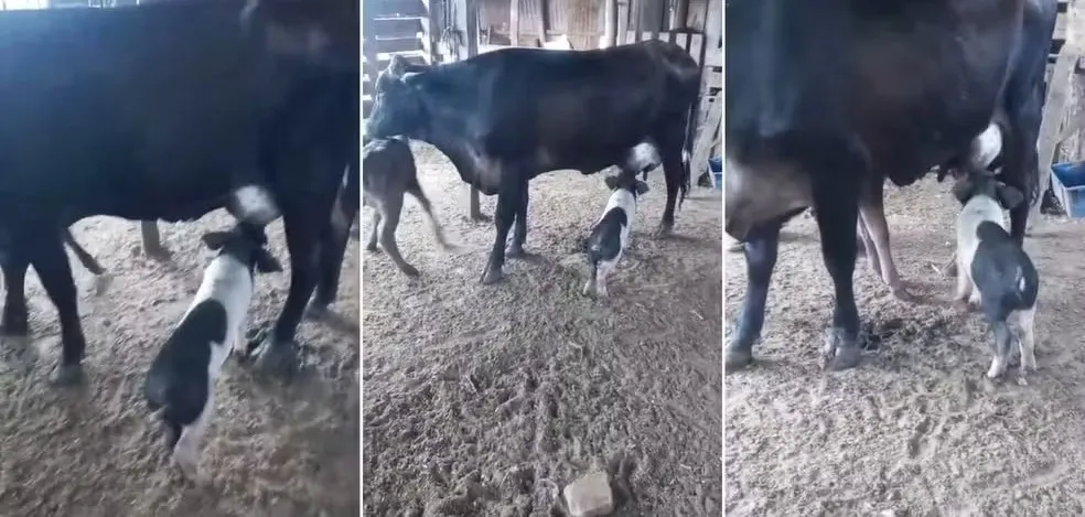 Após a cena inusitada, porquinha foi furtada da propriedade - Foto: Reprodução/Especial NB