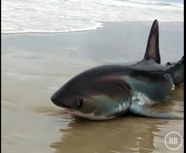 Reprodução/Facebook