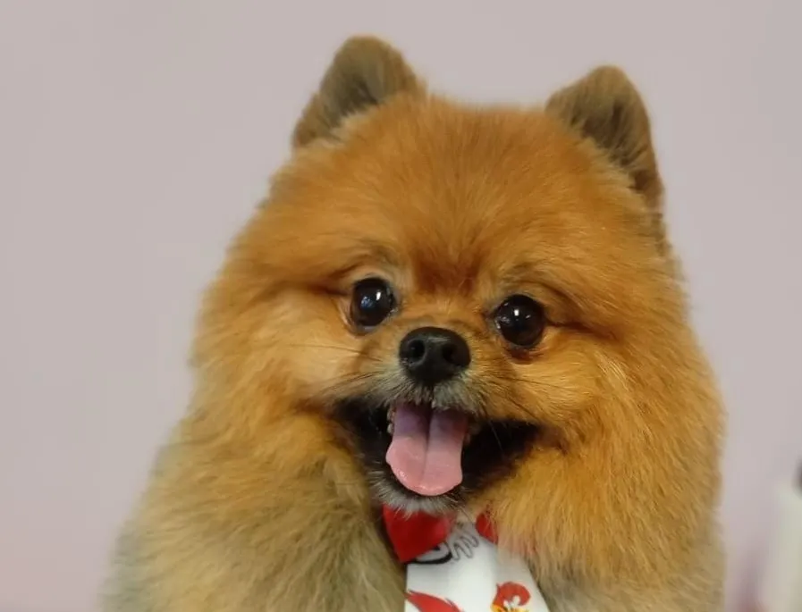 Cãozinho Zeca não teve chance diante do ataque feroz dos animais - Foto: Reprodução/Arquivo Pessoal