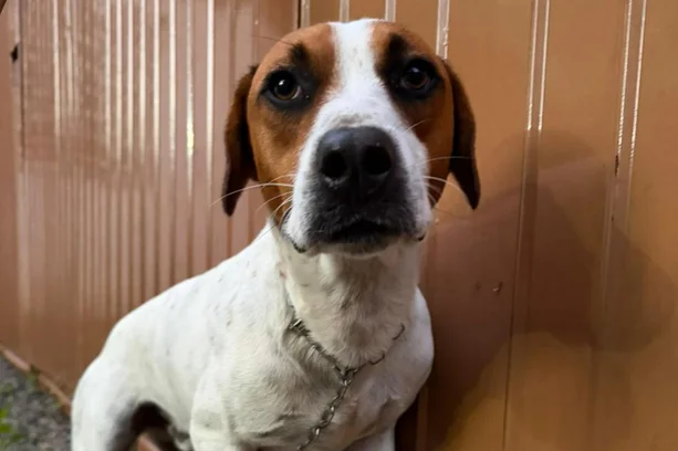 Câmeras flagram homem abandonando cachorro em frente a creche de Porto Alegre