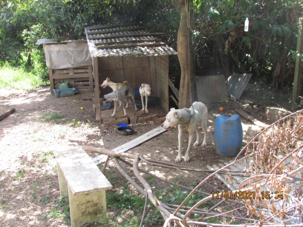 Homem é preso após ser flagrado maltratando animais