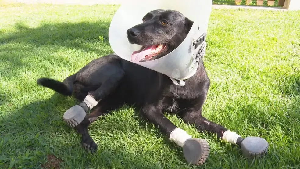 Pessoas de diferentes partes do país contribuíram financeiramente para custear o tratamento - Foto: Reprodução