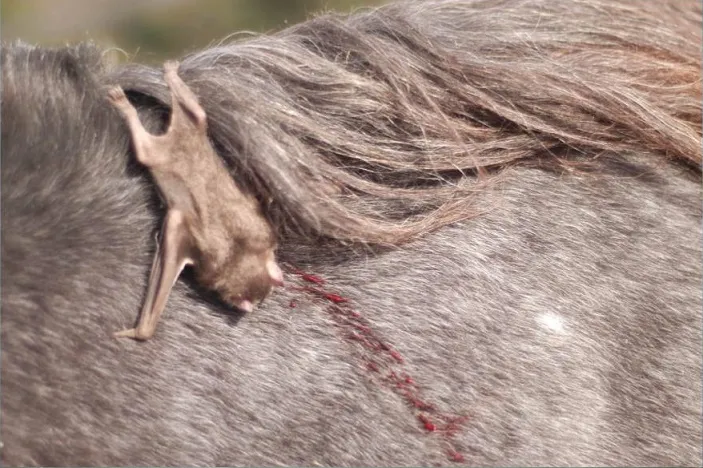 Equipes técnicas estão mobilizadas nas regiões afetadas para identificar abrigos e aplicar medidas de contenção. (Foto: Reprodução)