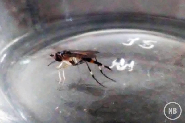 Focos do mosquito da dengue atormentam moradores em Bento Gonçalves