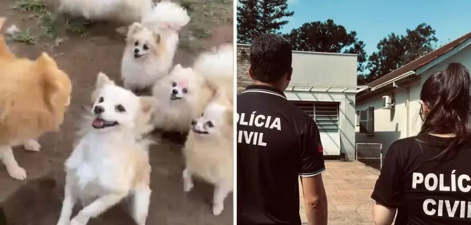 Foto: Polícia Civil / Divulgação