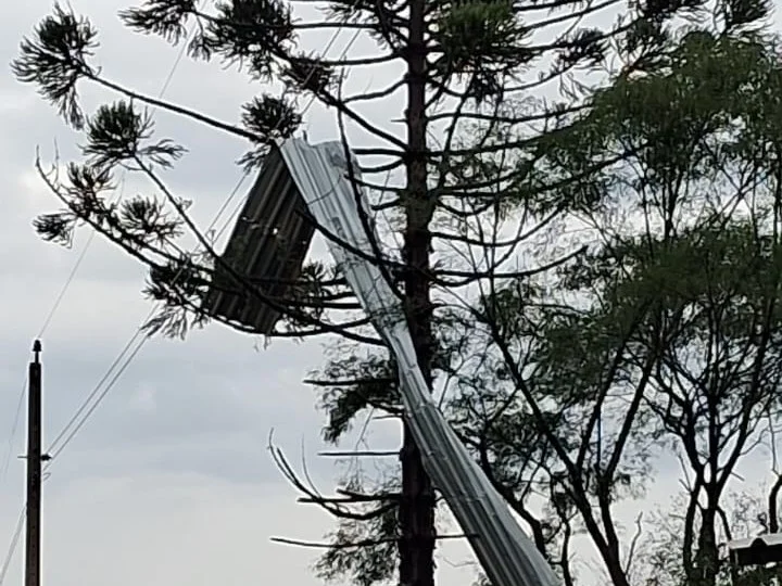Em Selbach, telhas de um imóvel foram parar na copa de uma araucária durante o temporal com fortes rajadas de vento. (Foto: Elisa Cruz / Rádio Ibirubá)