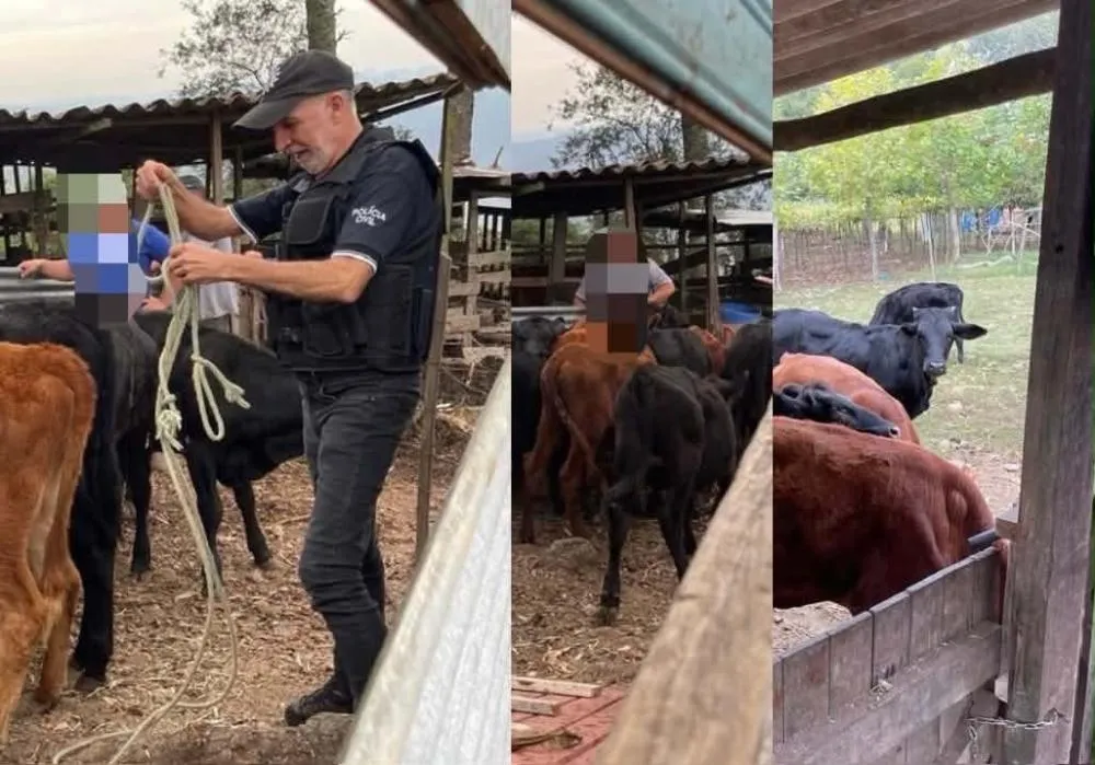 O trabalho investigativo permitiu rastrear a logística utilizada pelos criminosos, culminando na identificação do responsável pelo transporte e na localização exata do destino do gado. (Foto: Polícia Civil)