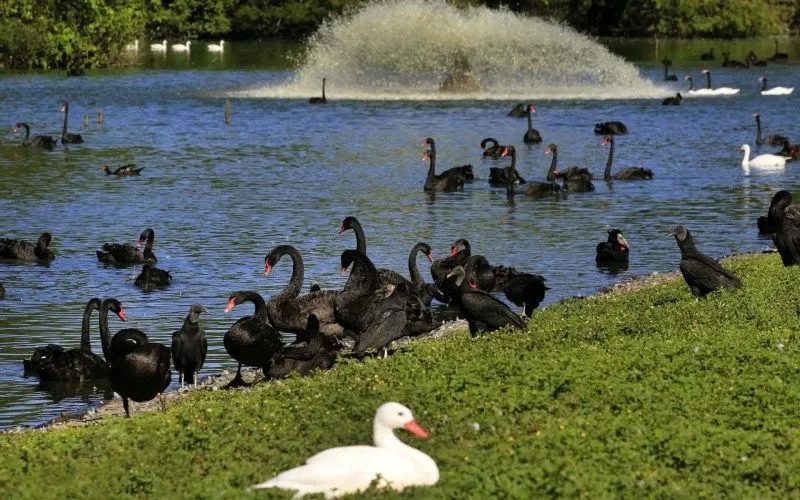 Zoo de Sapucaia do Sul é fechado após morte misteriosa de 15 cisnes