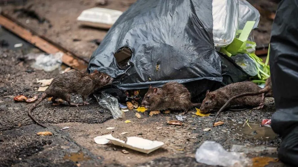 Após denúncia no NB, Prefeitura intensifica desratização em bairros de Bento