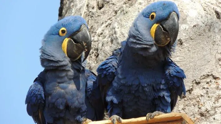 Arara-azul-grande retorna à lista de espécies ameaçadas de extinção
