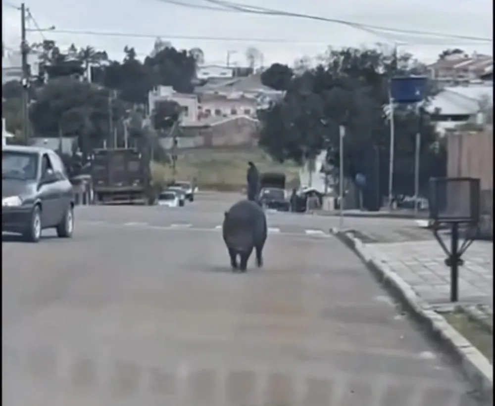 Foto: Reprodução