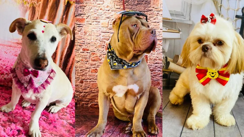 Cidade não pode limitar número de animais por casa, decide TJRS