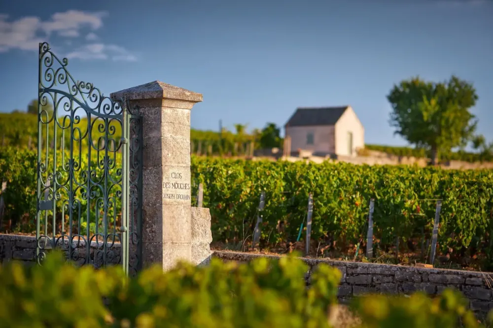 Clos des Mouches, vinhedo em Beaune da Maison Joseph Drouhin, com uma Uva Michelin na estreia guia. (Foto: Reprodução/Site/Maison Joseph Drouhin/drouhin.com)