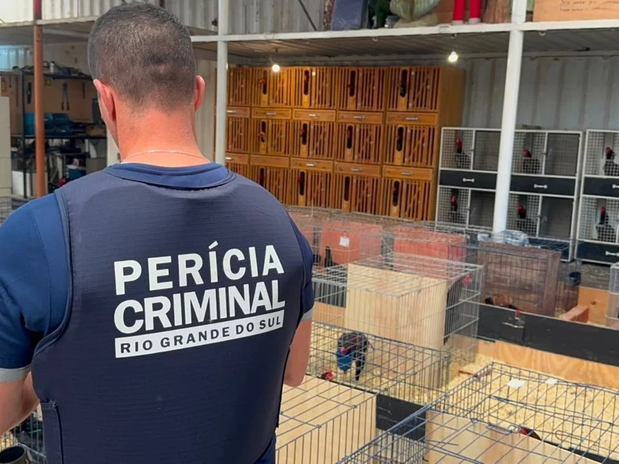 Operação apreende 1.500 galos de rinha na Serra Gaúcha