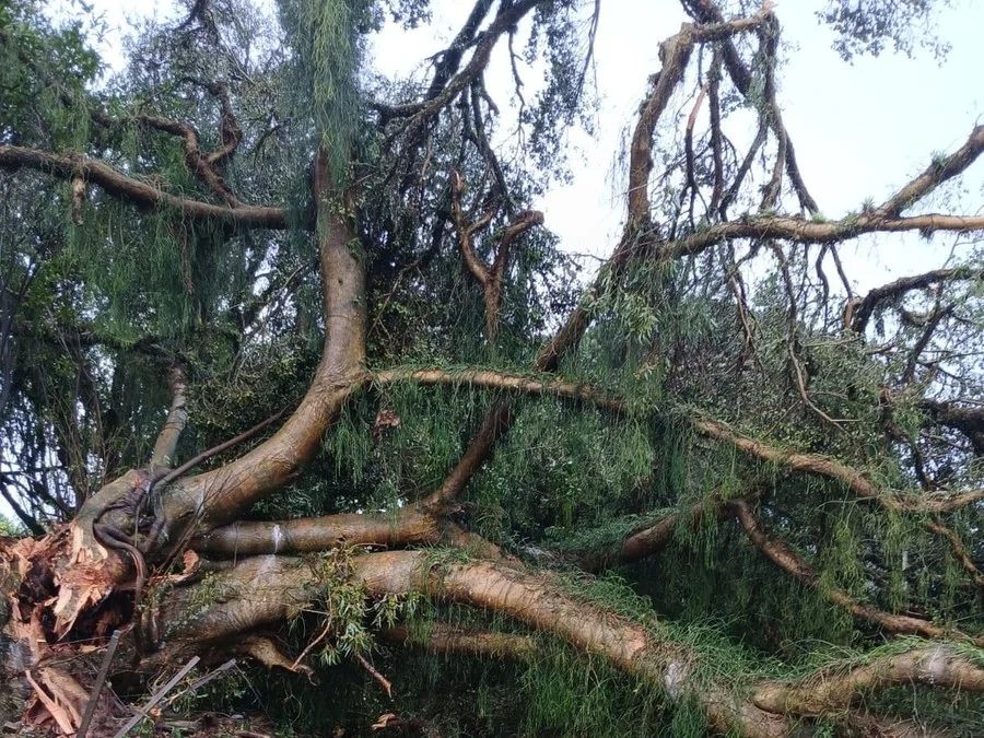 O Rio Grande do Sul já tem onze municípios com registros de danos causados pelo temporal. (Foto: Defesa Civil de Glorinha / Divulgação)