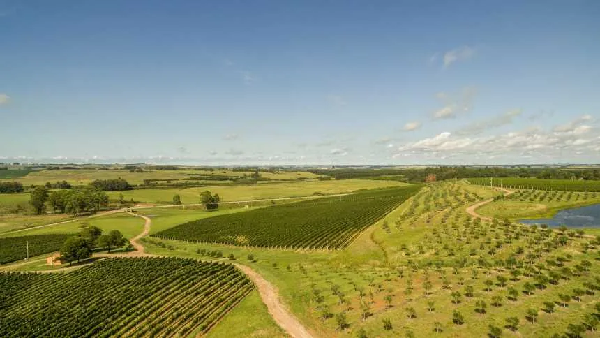 Foto: Vinhos da Campanha