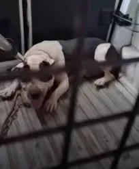 Mulher é hospitalizada em estado grave após ser atacada por cão pitbull