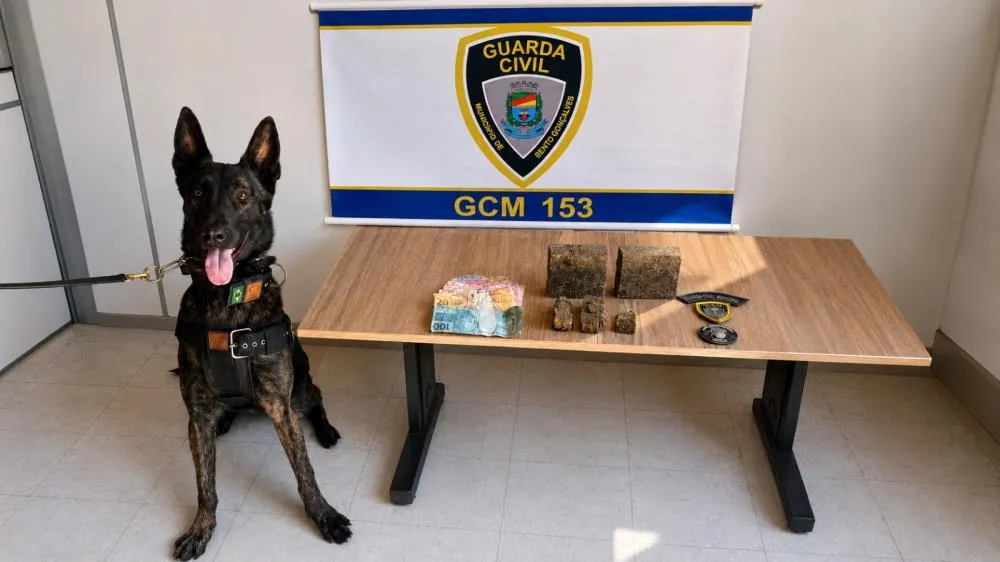 Cão K9 começa a atuar juntamente com os guardas da GCM - Foto: GCM/Divulgação