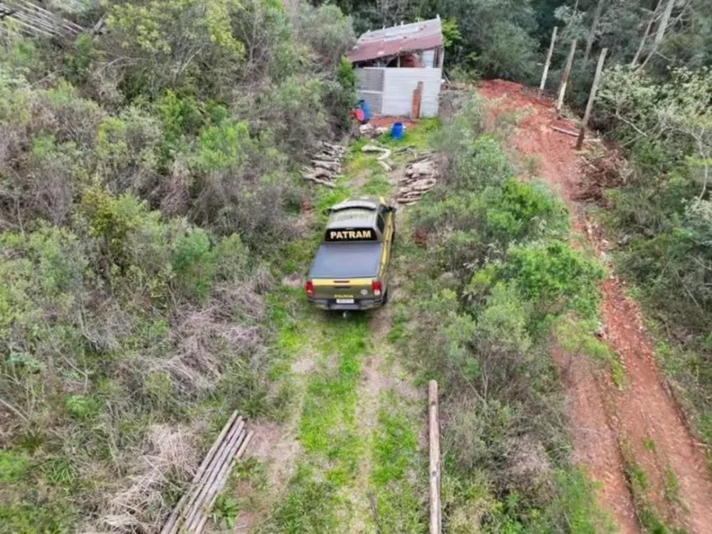 Fiscalização descobre produção ilegal de carvão e apreende toras de araucária