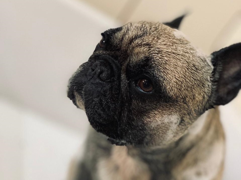 Estado publica flexibilizações para petshops e academias