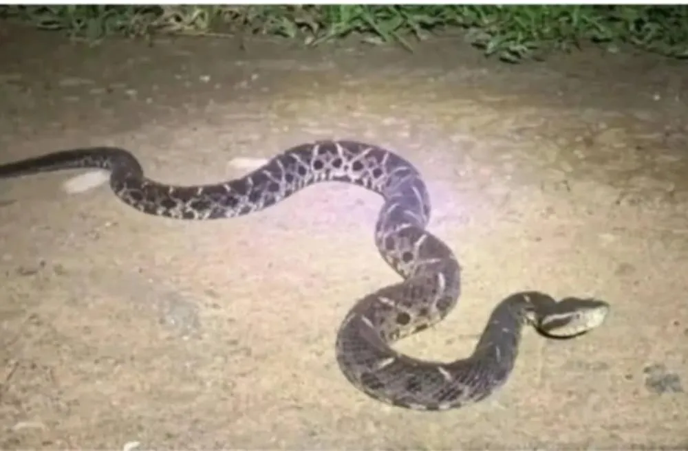 Homem segue internado após ser picado por cobra jararaca no interior do RS