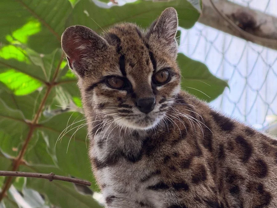Equipe liderada por professor da PUCRS descobre nova espécie de felino