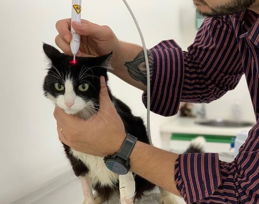 Fototerapia veterinária proporciona maior qualidade de vida a animais com doenças neurológicas