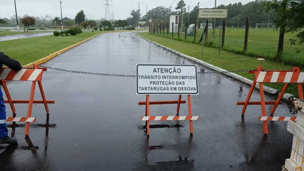 Tartarugas provocam bloqueio de rua para proteção no período de reprodução
