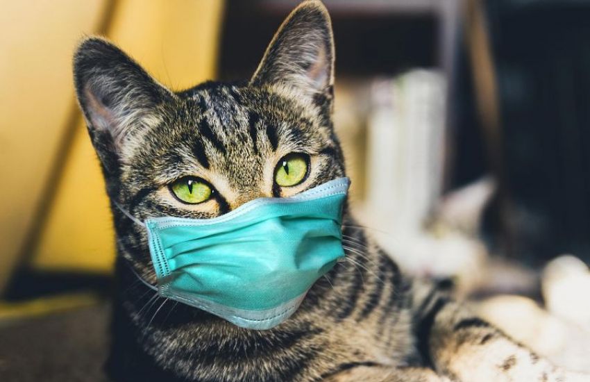 Laboratório da UCS diagnostica gata com coronavírus em Caxias do Sul