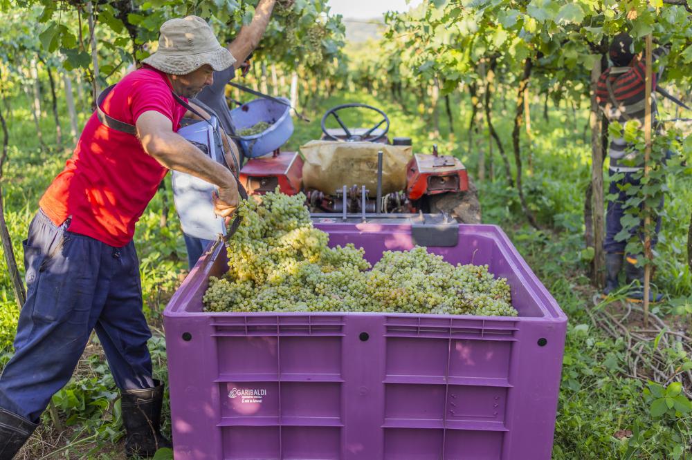 Colheita na Cooperativa Garibaldi supera expectativas e estoque é regularizado