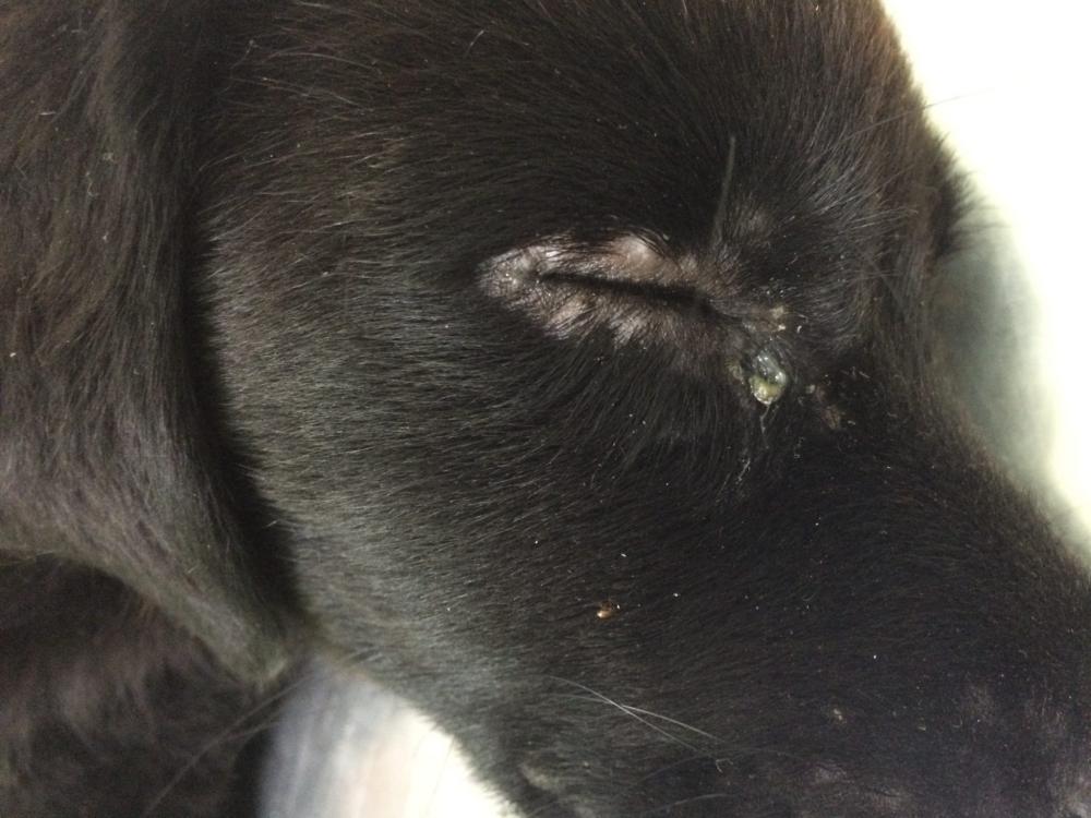 Cães: Vereador pede vacinação em massa para frear surto de cinomose em Bento